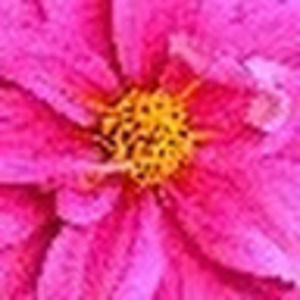 Meet your Posher, Cara